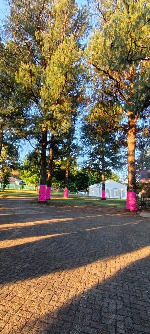 Pine trees with their trunks wrapped in bright pink beside a paved path, in late-afternoon sun